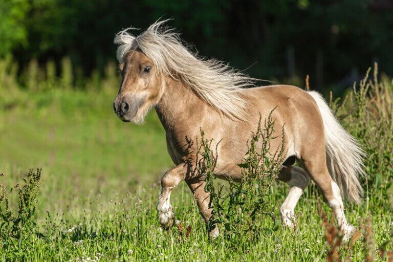 Das Shetlandpony - Pferderassenportrait | FUNDIS Reitsport